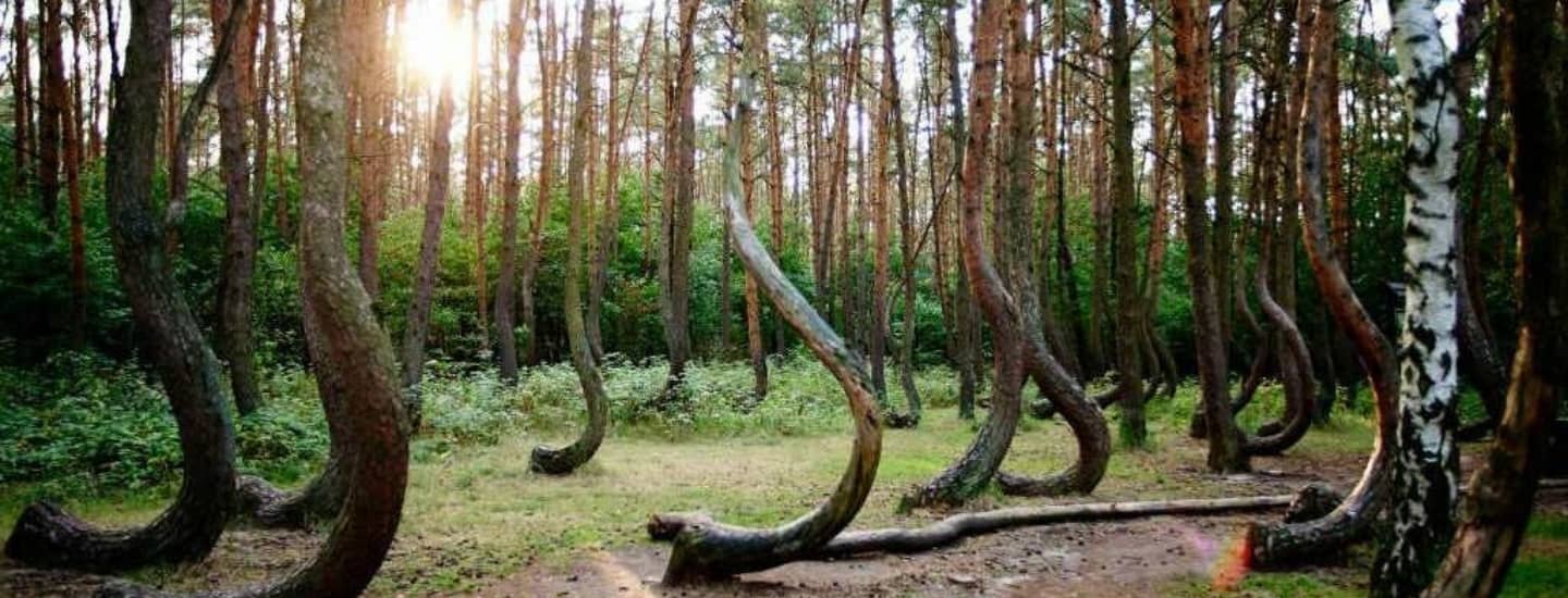 hoia forest